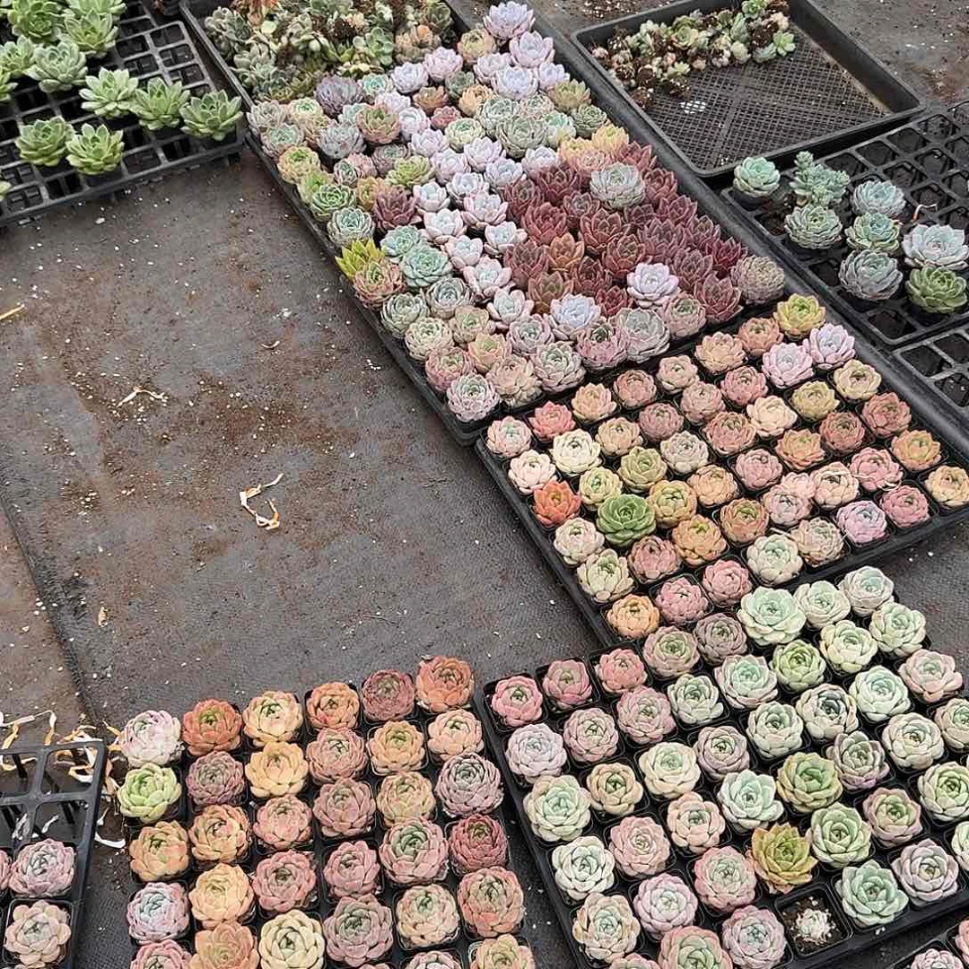 多肉杂交退款大盆二十颗量拍13-32