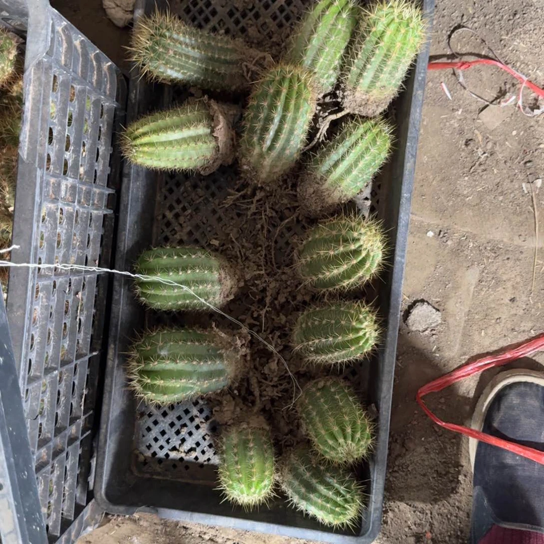 盲盒新品毛花柱根脱土发货斑，20包邮