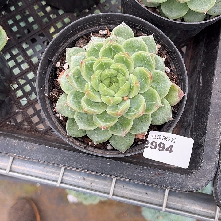 阿雅园艺。         2994钻石珍妮