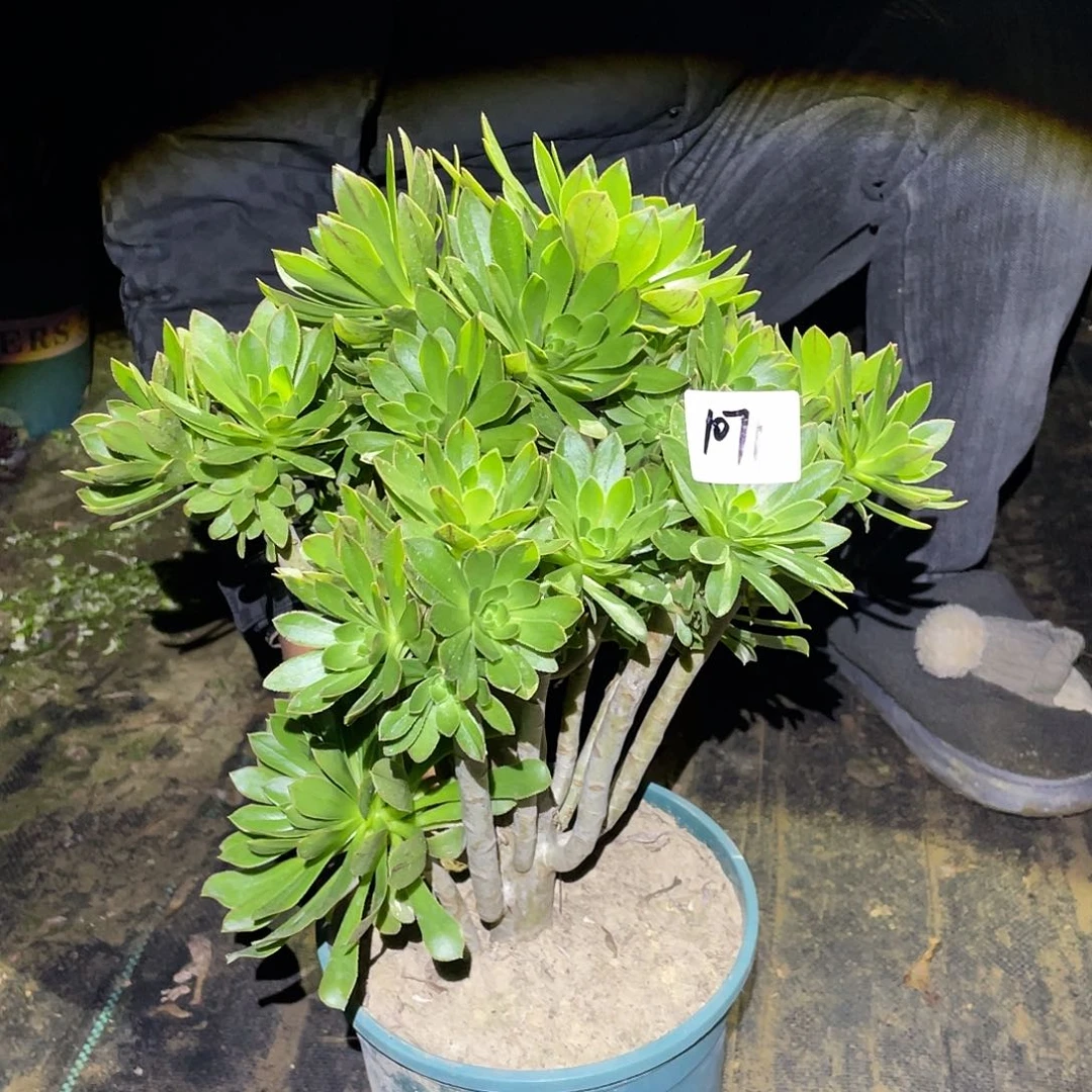 1071法师植物组合