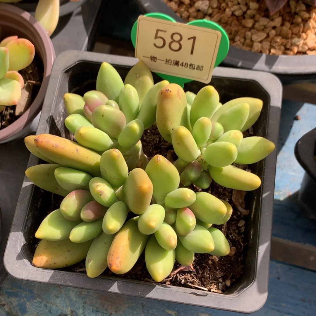 芒果奶无砍平头581