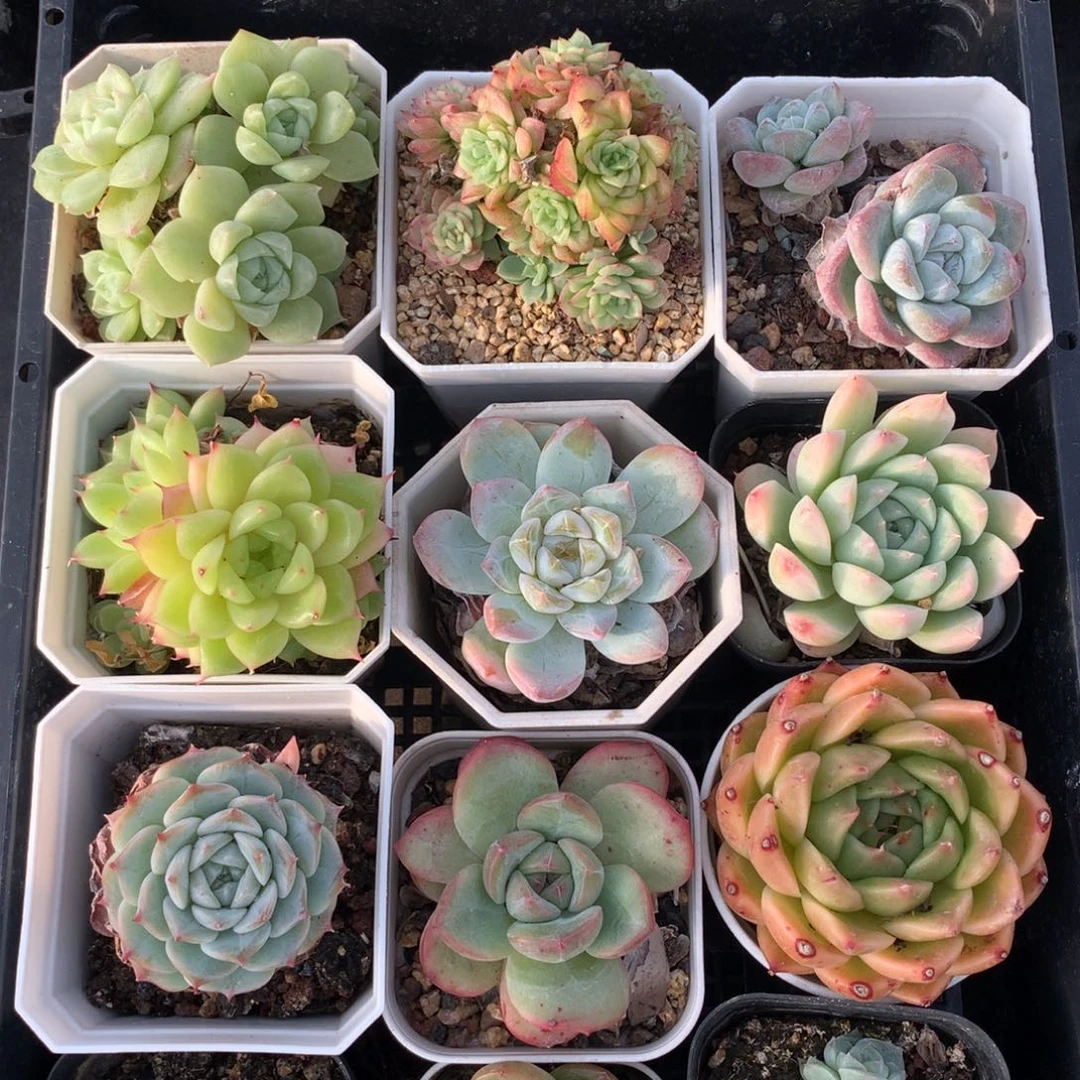 0925-12 框拍 12颗 带盆土