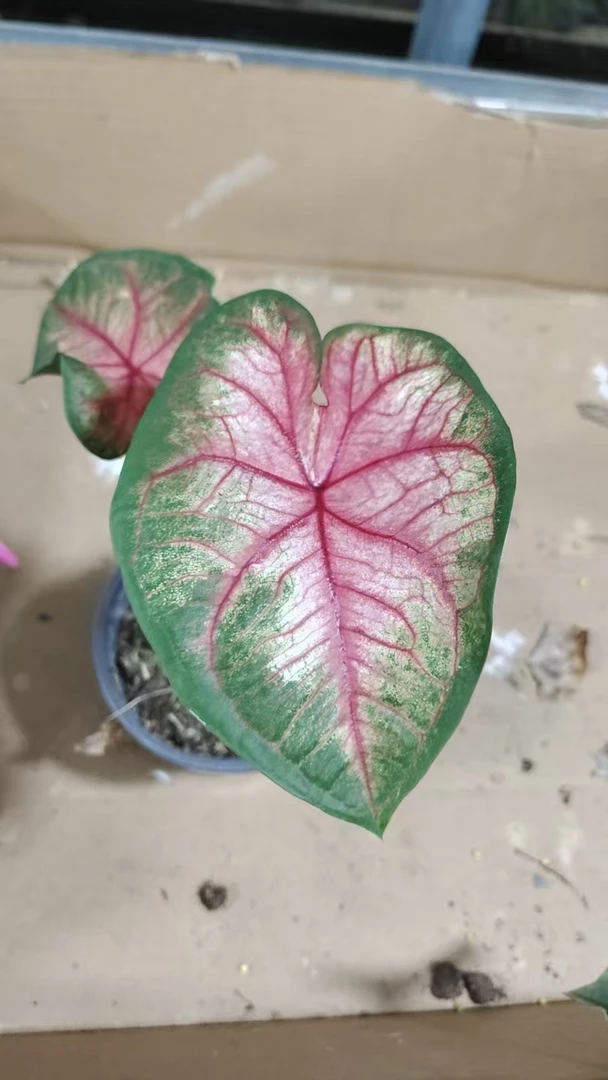 （苹果花）两单包邮，四单升级青山盆