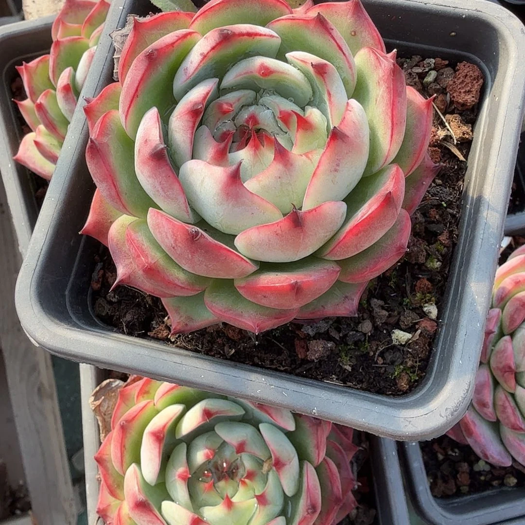 林赛多肉植物精品