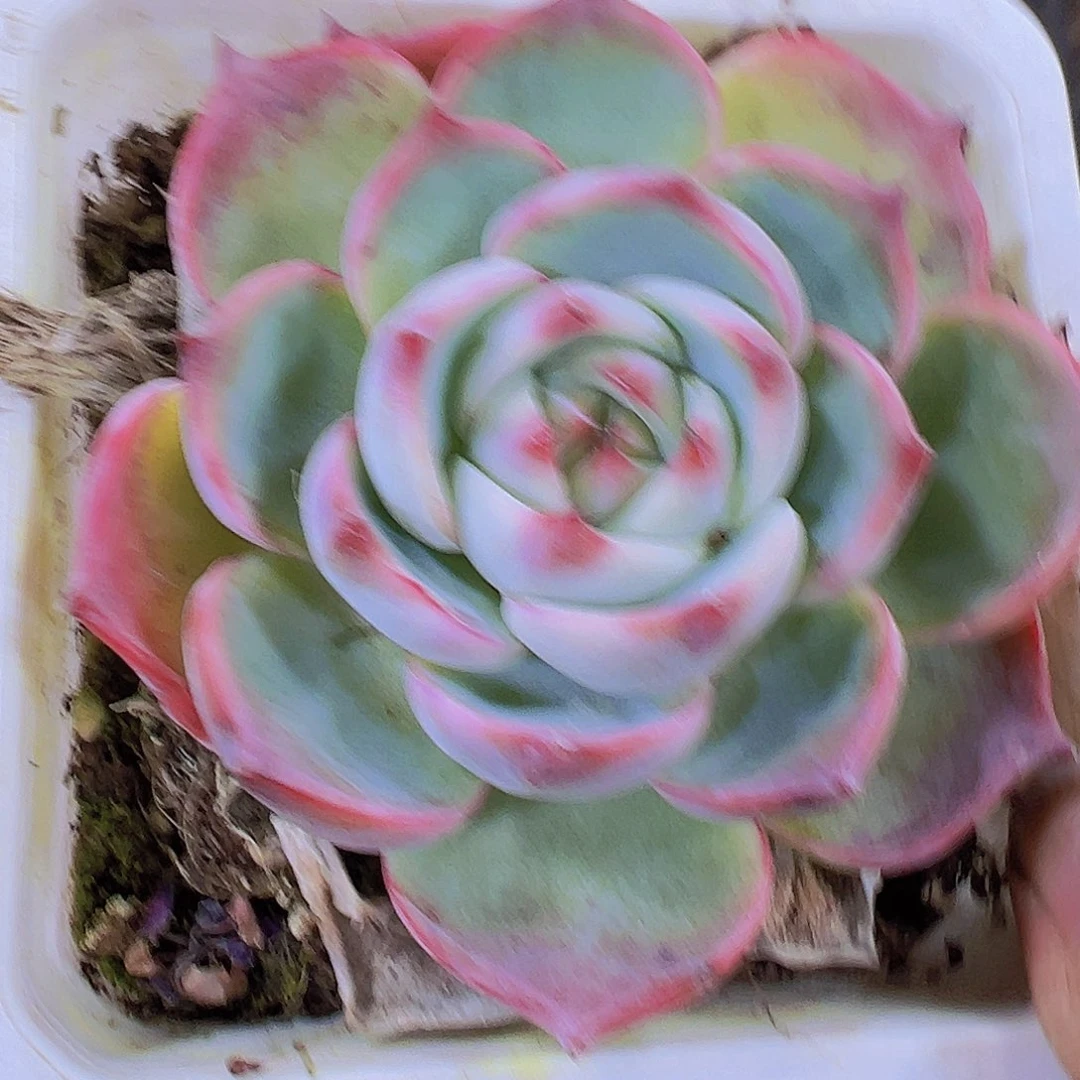 大吉娃娃19包邮多肉植物