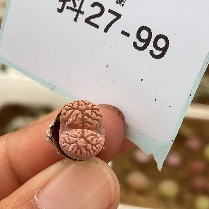 应***雪27-99肉锥多肉植物