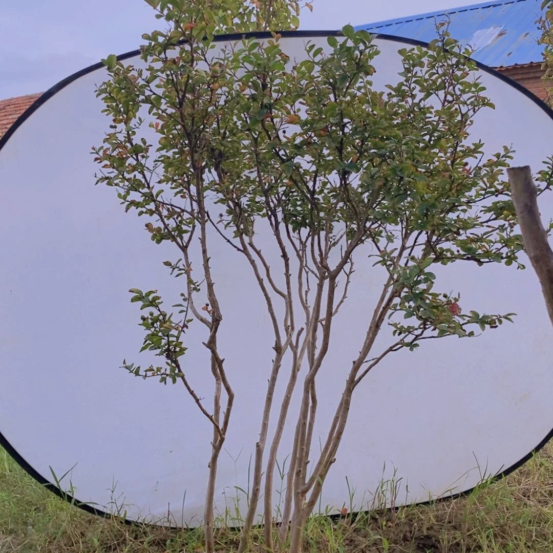 当前无花栽培后可以开花百丽紫薇布袋苗