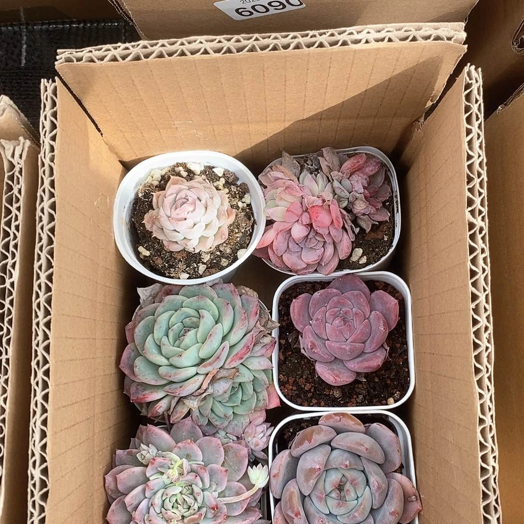 紫色系列 9.9包邮 6096