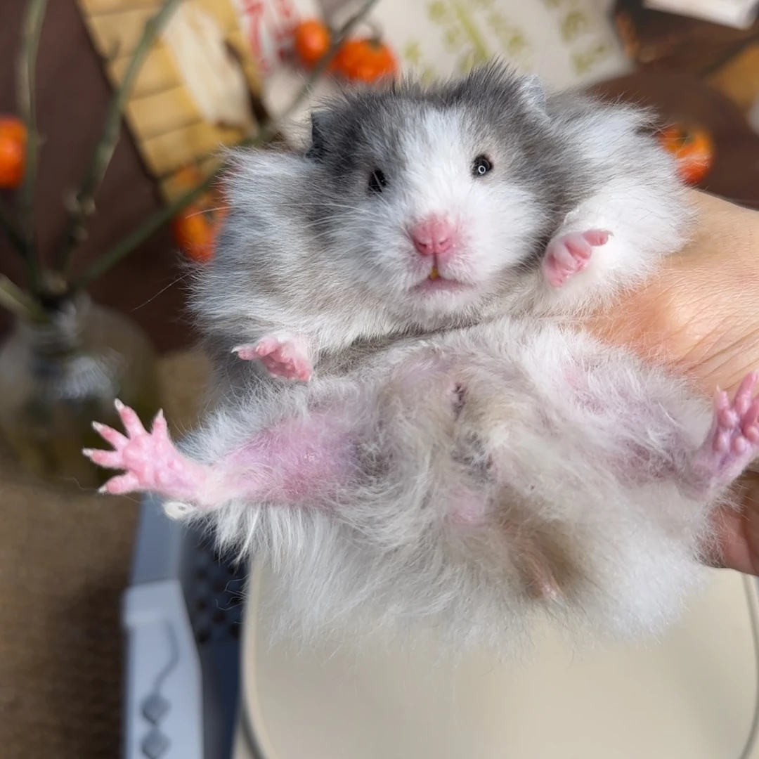 携巧黑波弟弟6.5生日