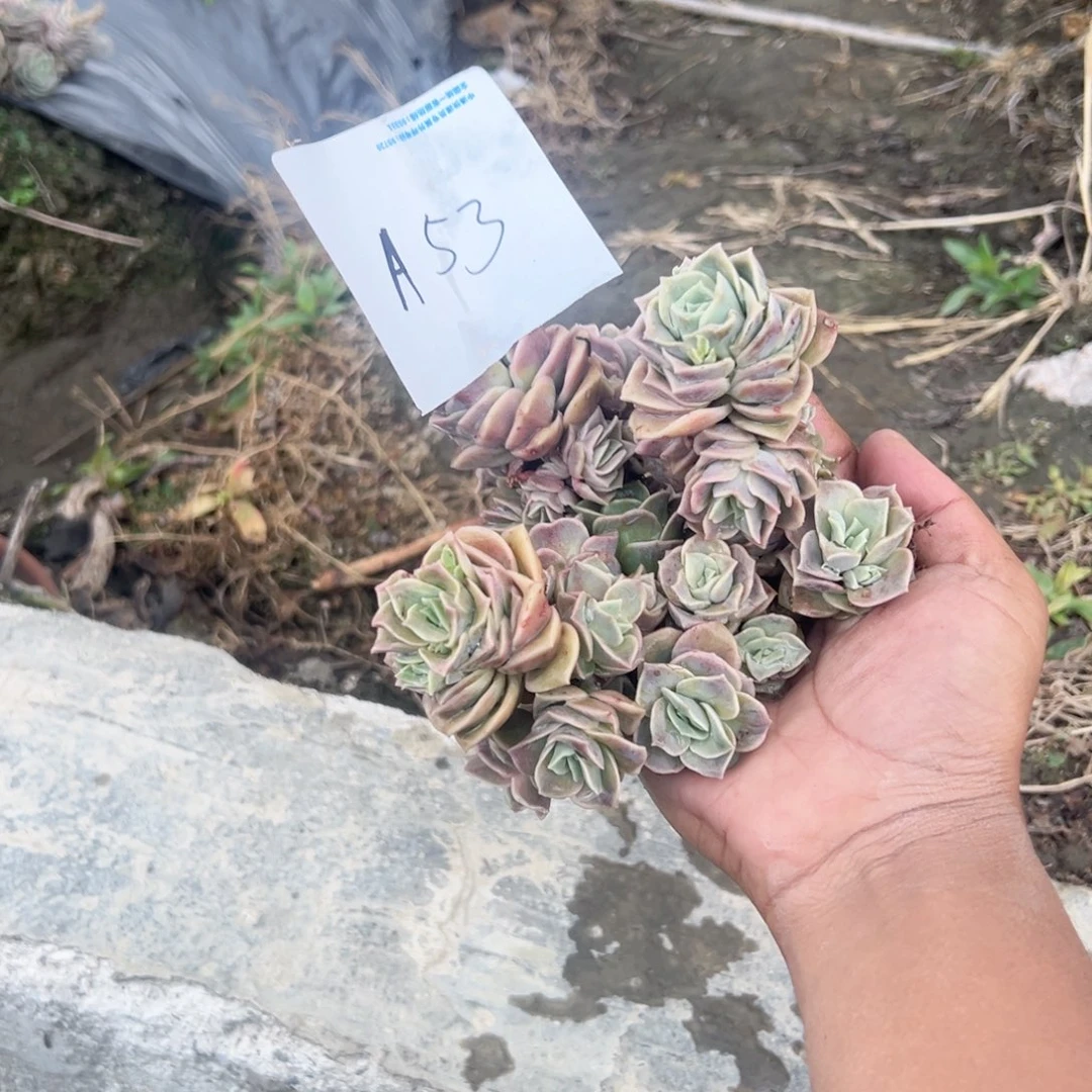 人**态a53可爱玫瑰可爱