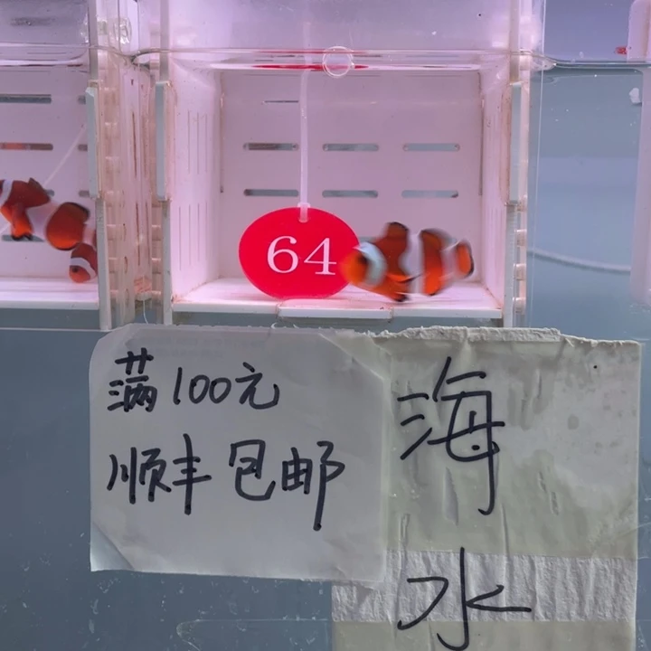 海水鱼精品黑边2条4-5