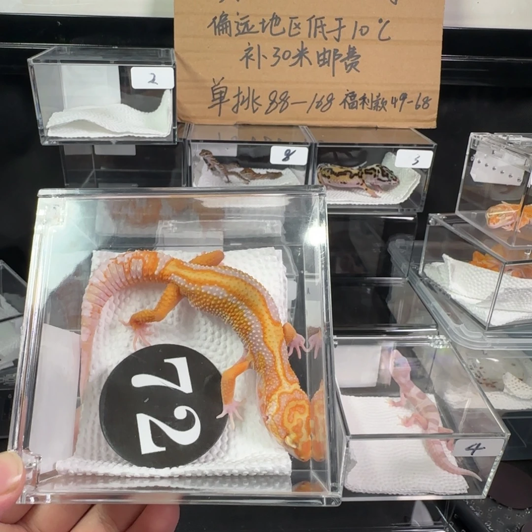 豹纹守宫暴龙弟弟大压成选育系