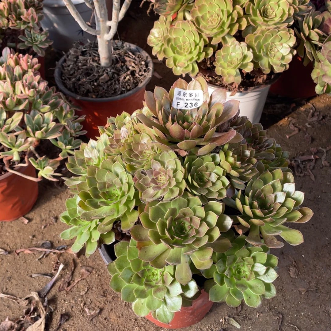 236红魔多肉法师断枝不包