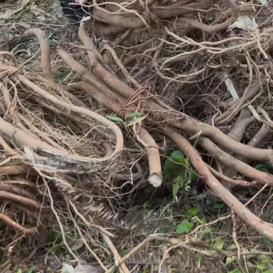 粤北野生白背根新鲜，干货