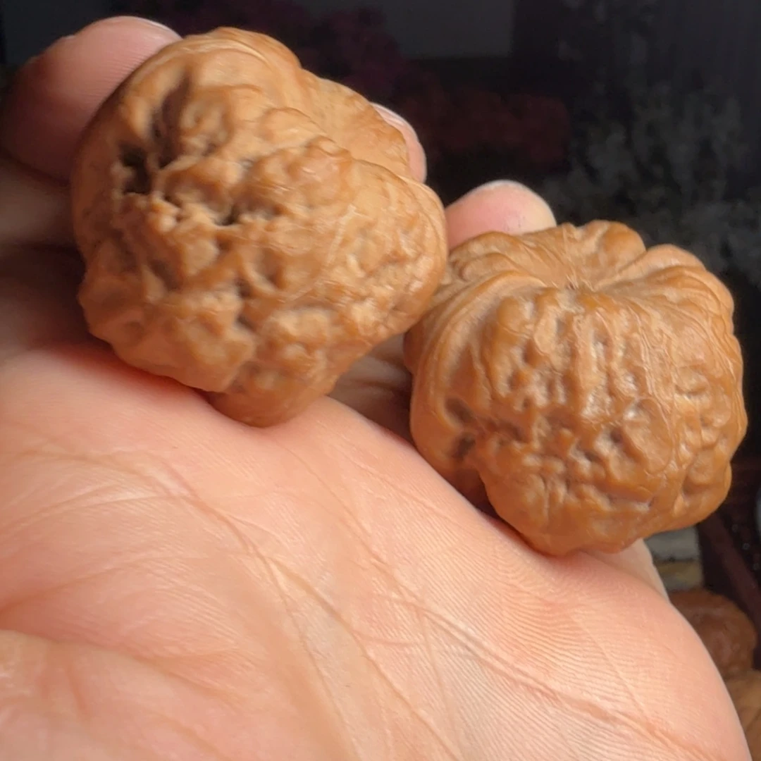 噢***乖核桃古蟾39--------