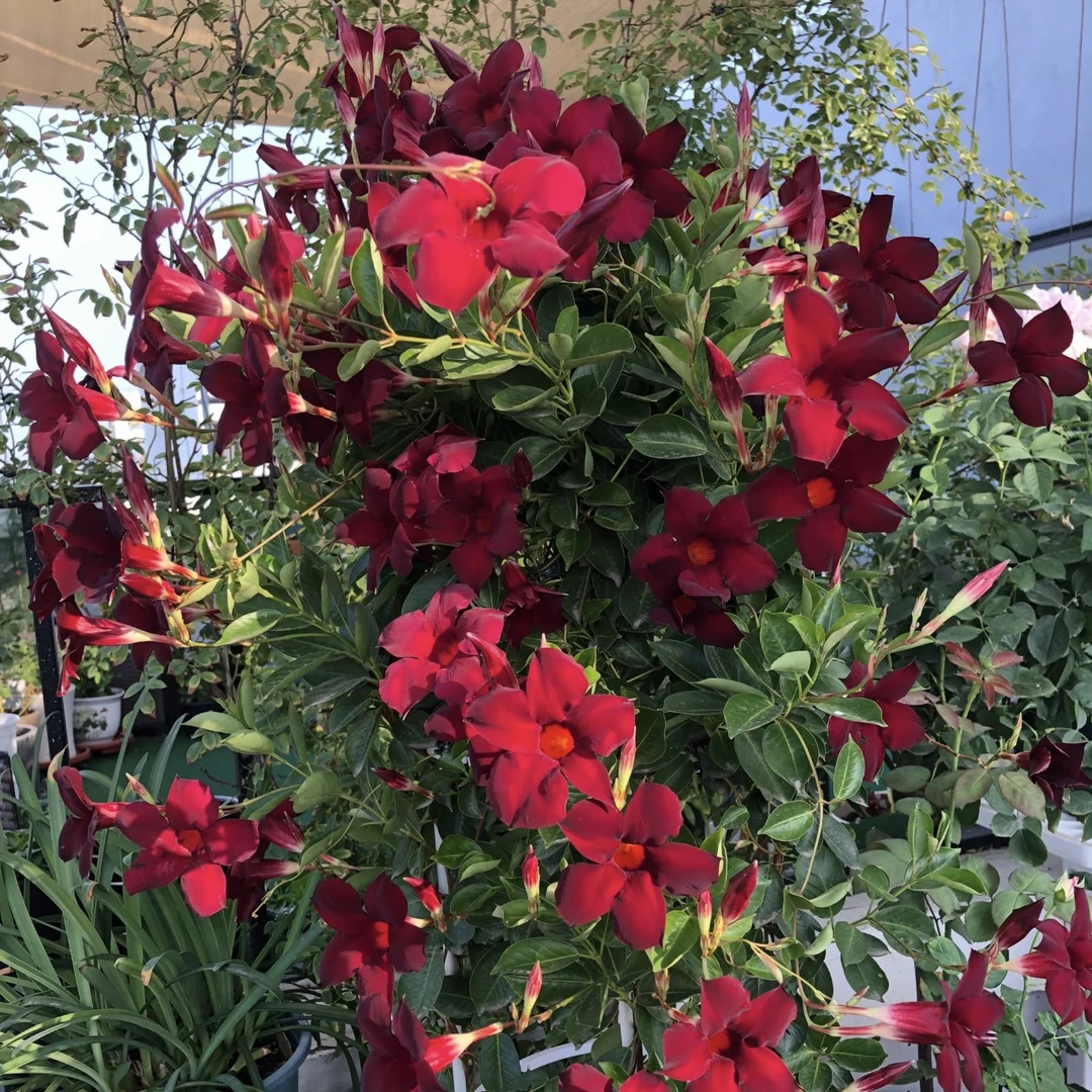 红色飘香藤5加仑盆栽花卉易爆花花期长多年生庭院爬藤植物