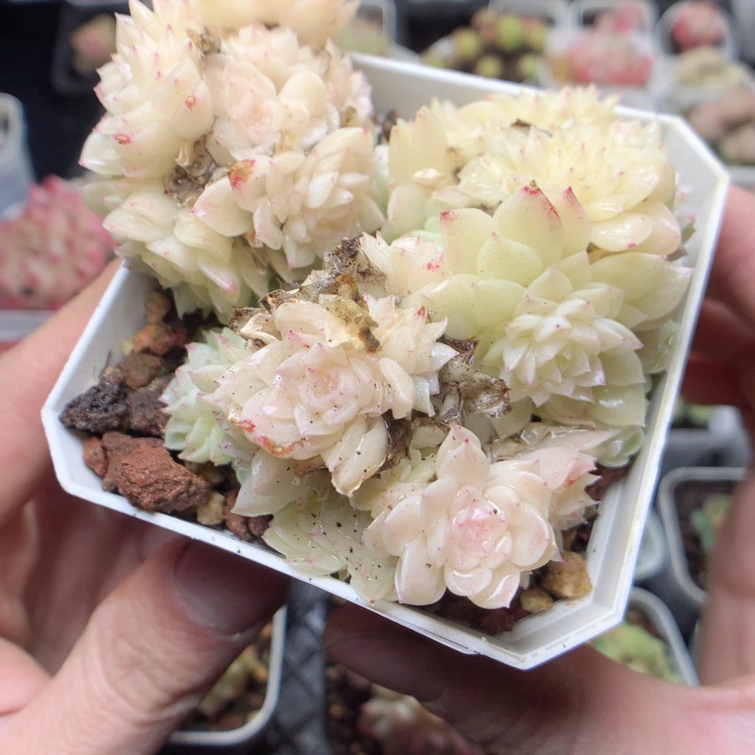 无花朵D47。yyyyyyy