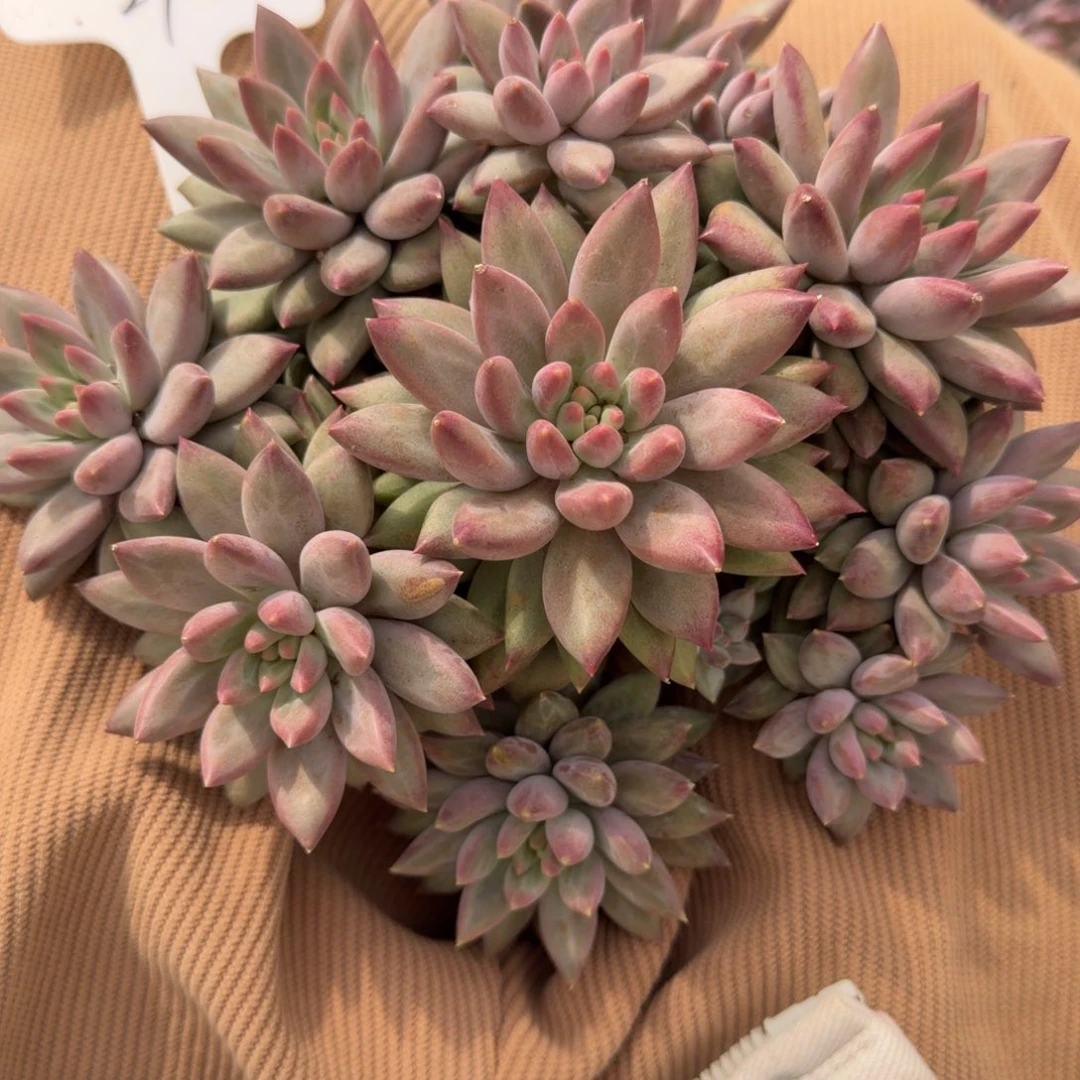 一物一拍红体虞美人29