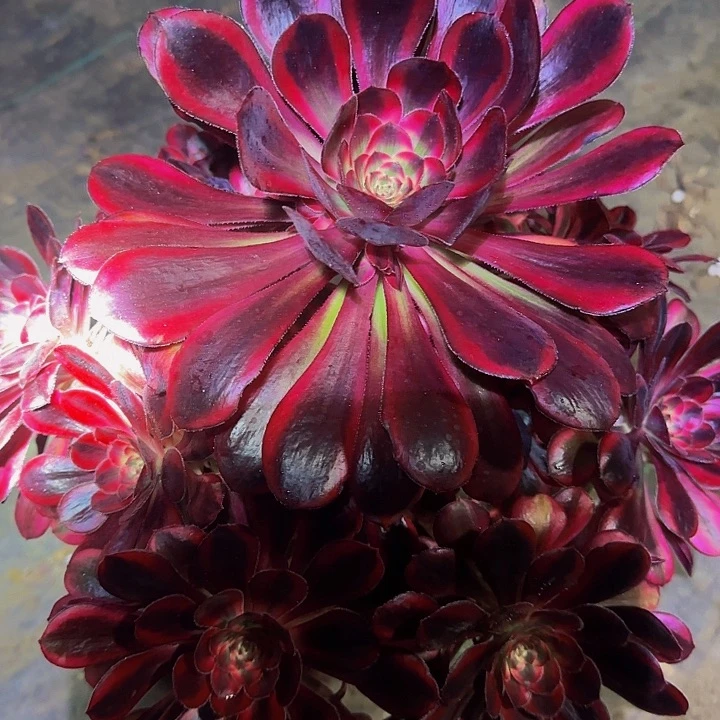 芷**冰精品香奈儿捧花开播福利21