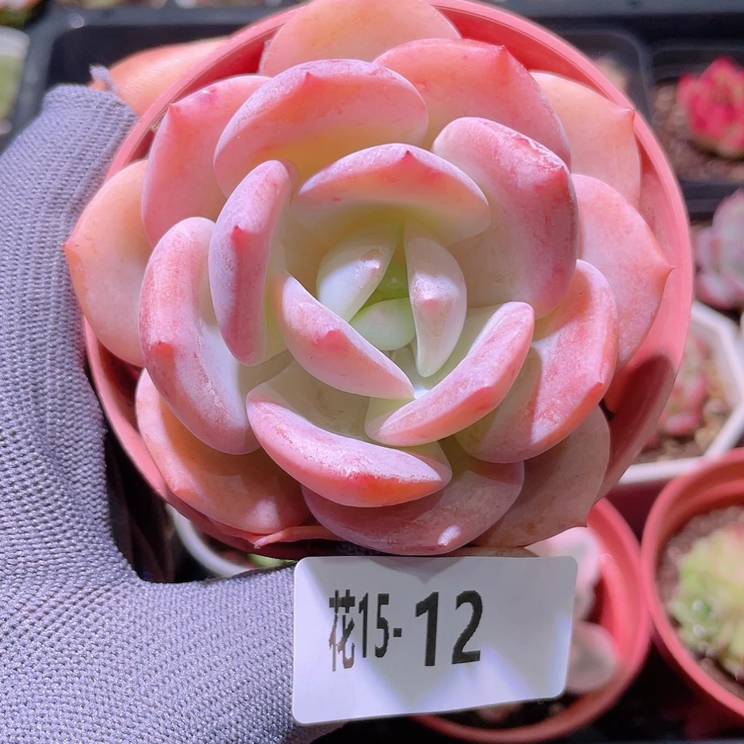 花利美15-12白月梦露