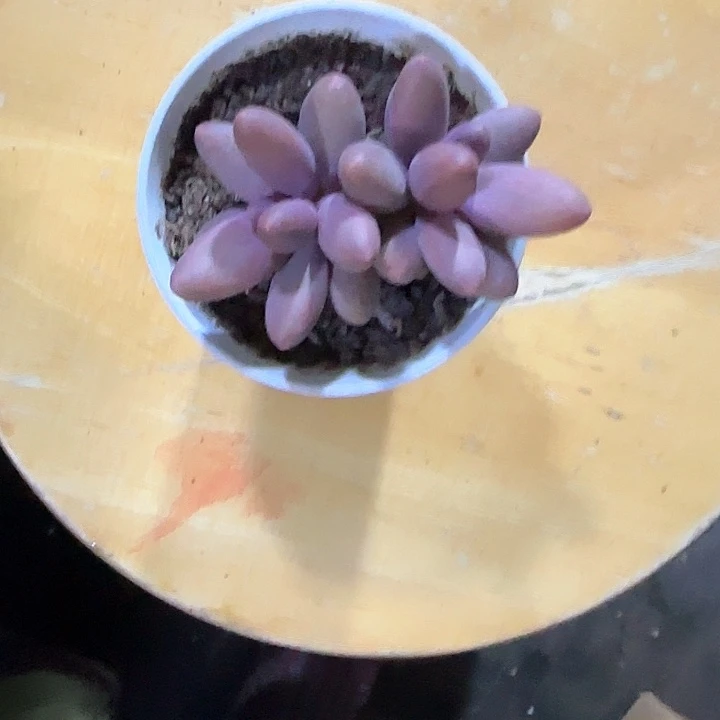 青蛙王子儿童111