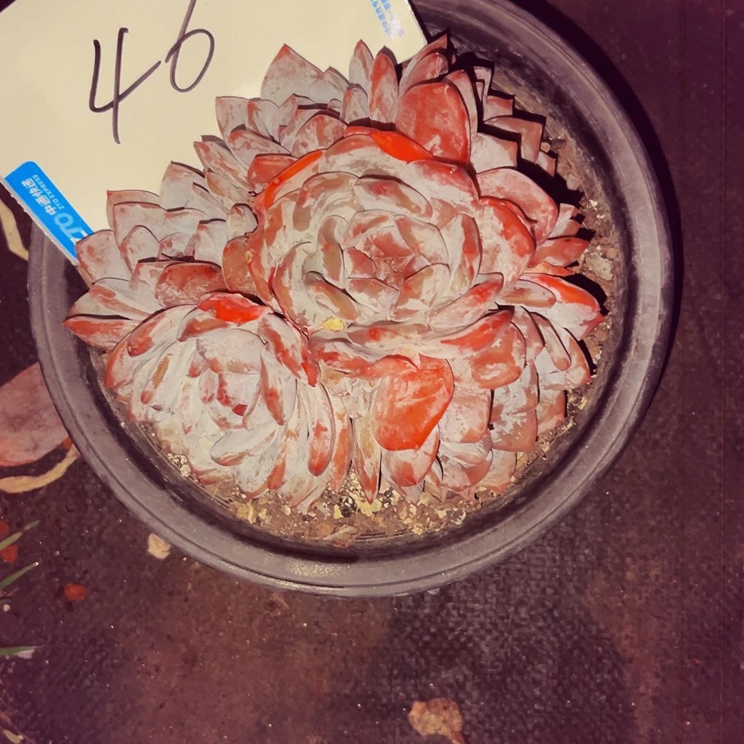 瑞***雪46号一物一拍脱土包邮