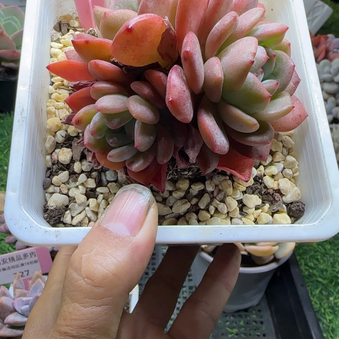 锦安精品多肉植物228