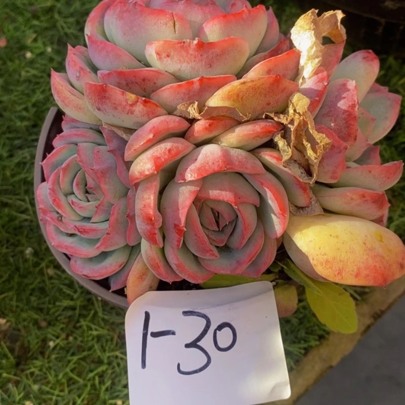 【闪购商品】掉****?多肉植物