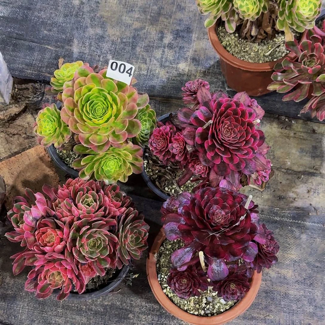 004四颗半木质桩