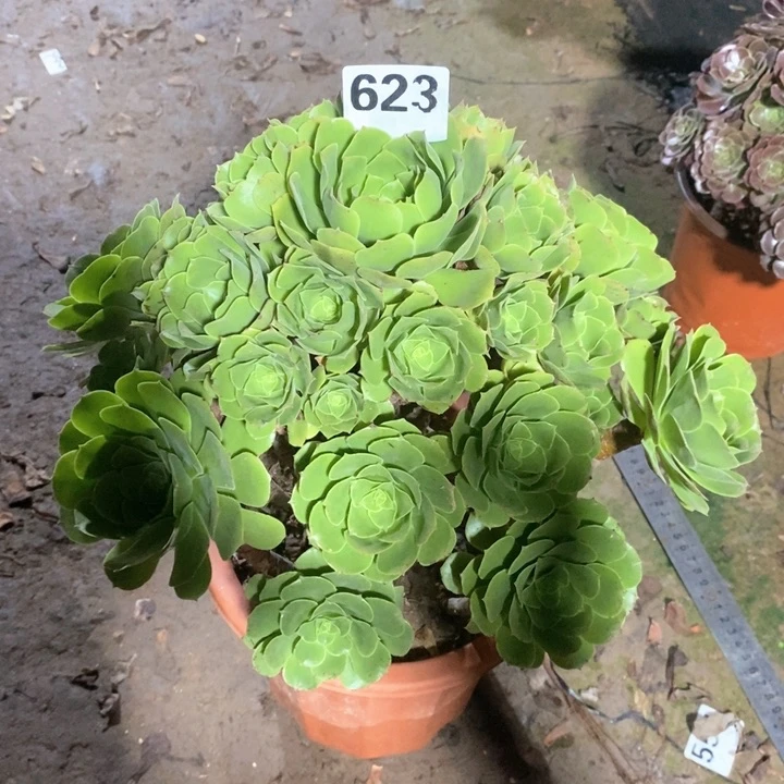 法师一物一拍623