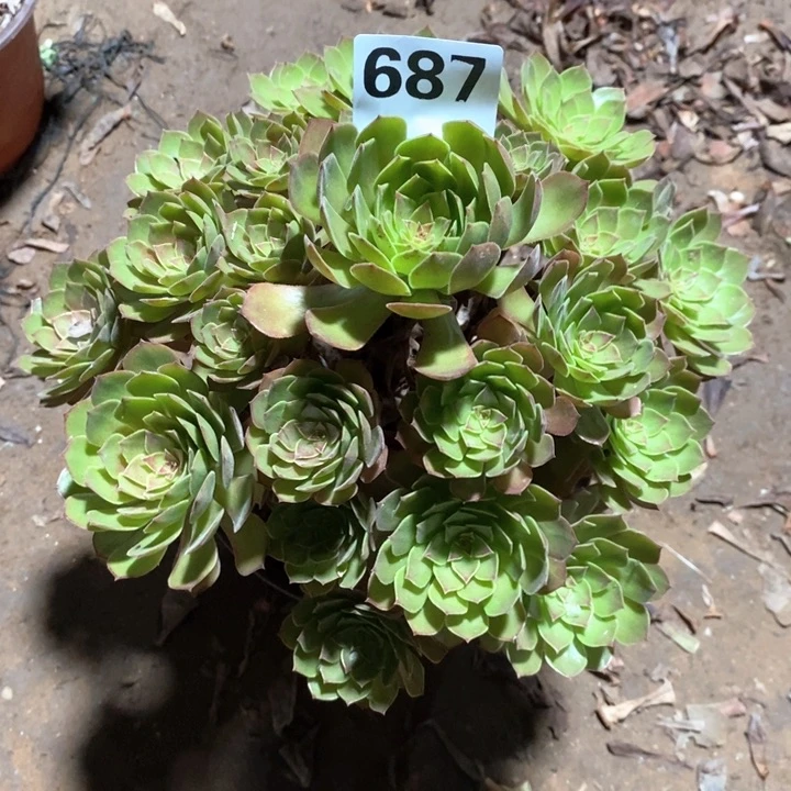 法师植物一物一拍687