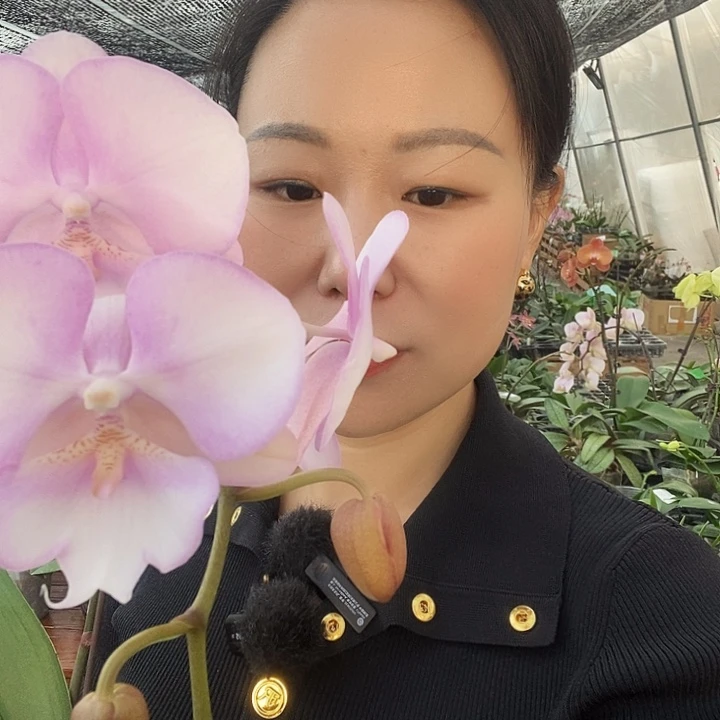 无花朵梦幻天使蝴蝶兰