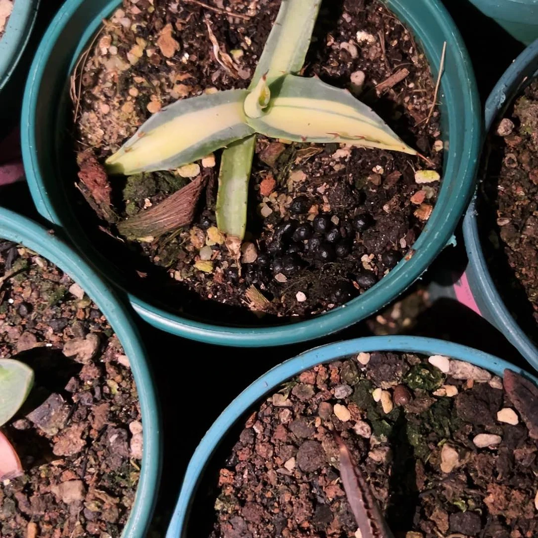 山***吹赖光中斑锦植物