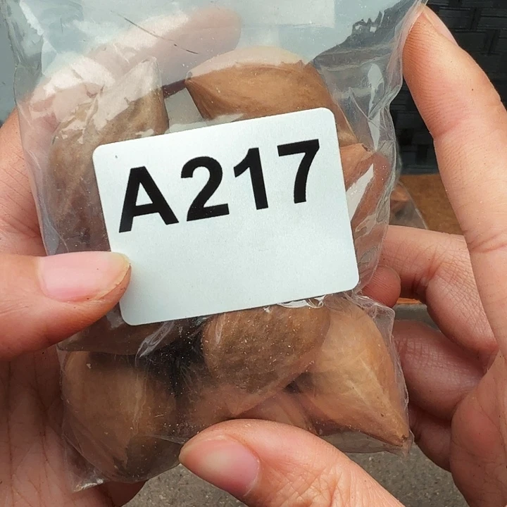 猫***猛核桃手串/手链橄榄