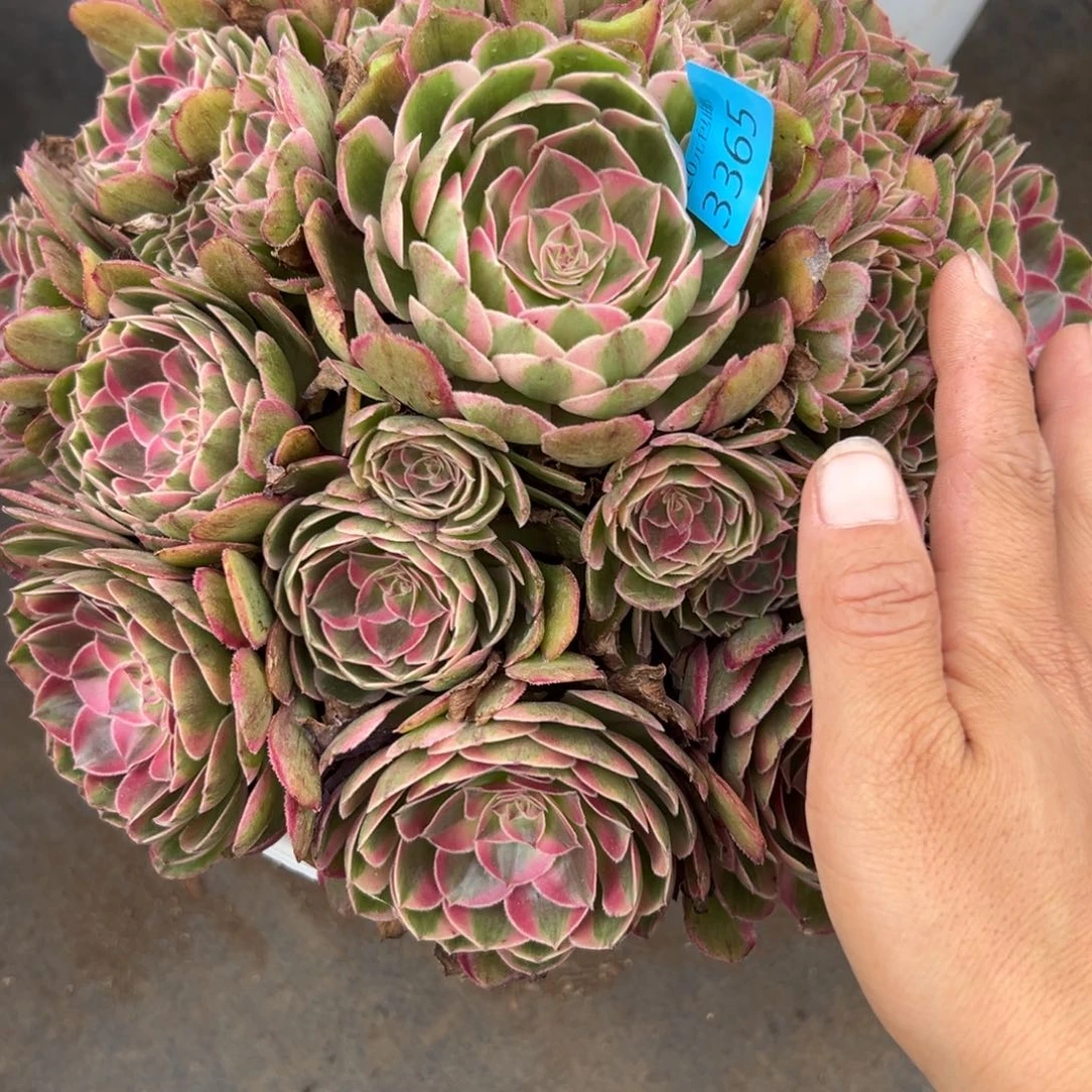 叶****a3365半糖荔枝多肉多肉多肉