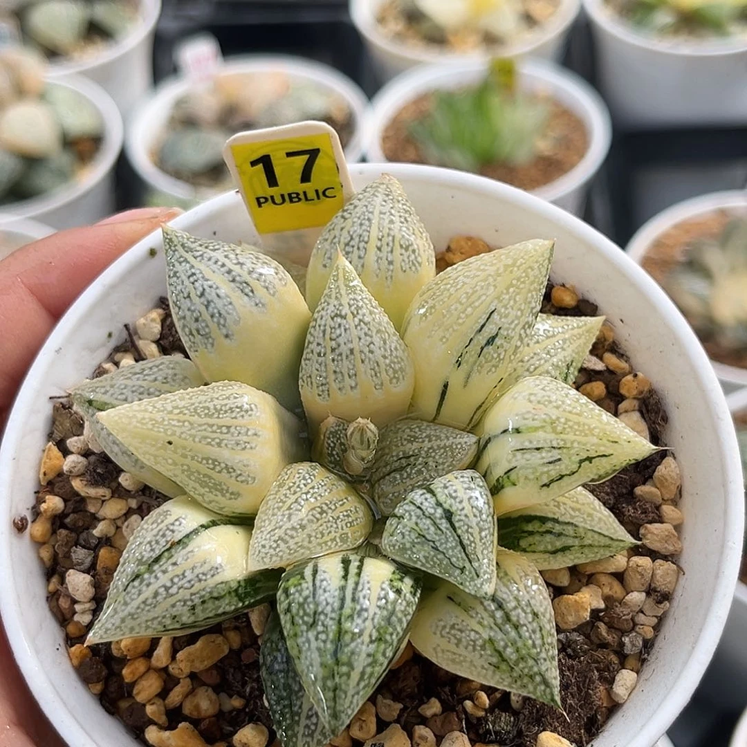 17实生糊斑尖叶白银寿锦