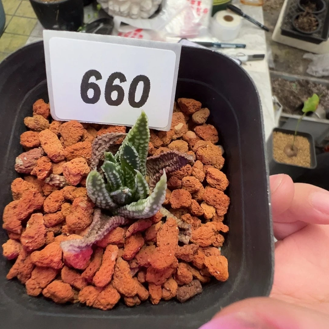 多肉植物专拍植物不退换 一物一拍 660