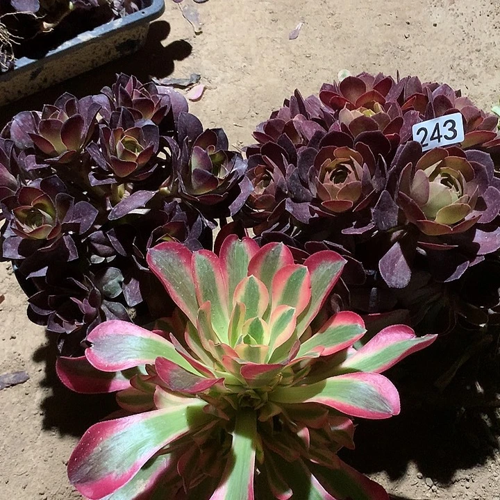 243三颗多肉植物组合1晚