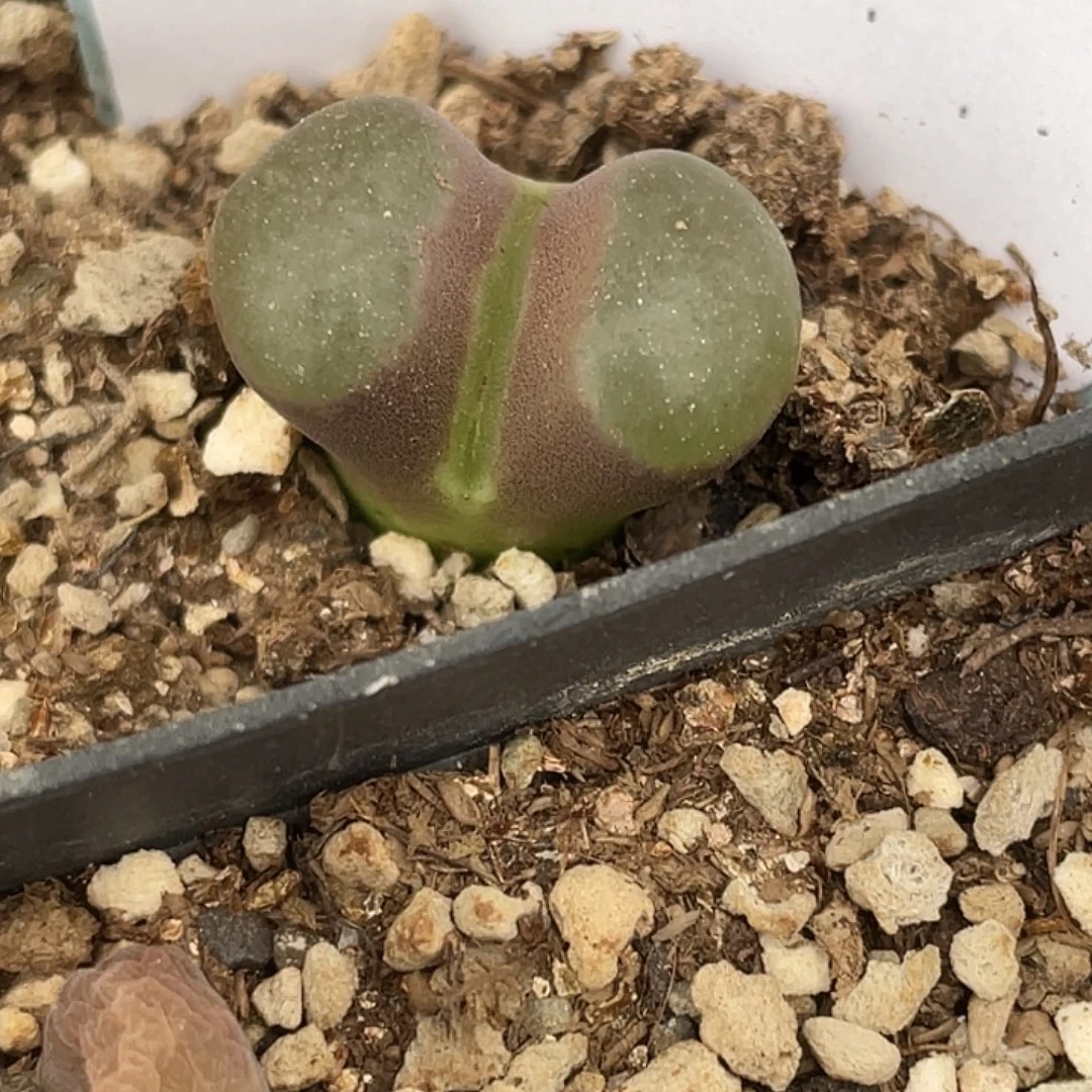 10-133雪花磁铁多肉植物