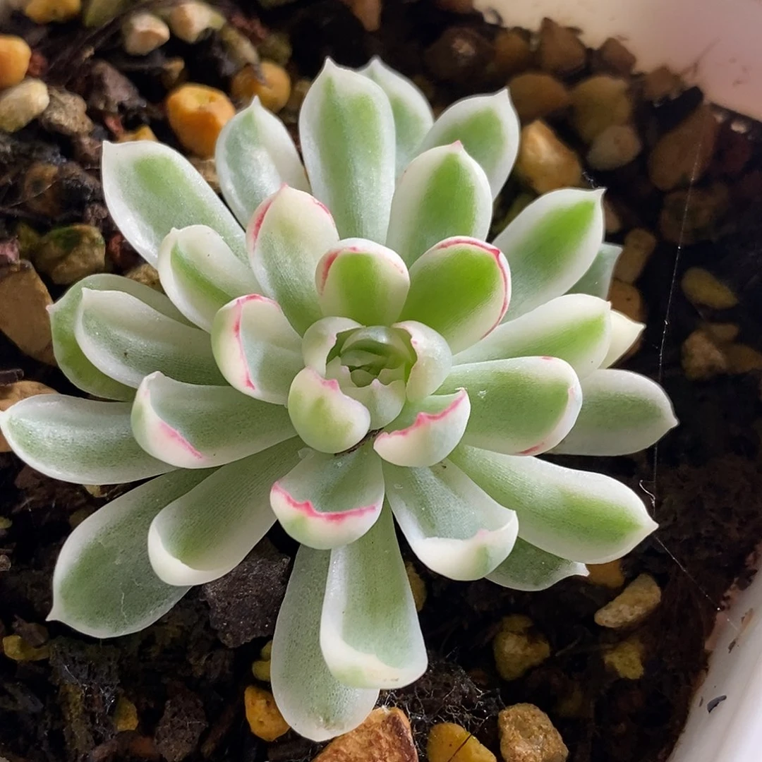 梦幻玫瑰锦一物一拍，