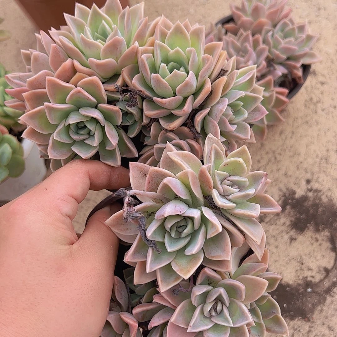 哈利沃森群生两盆