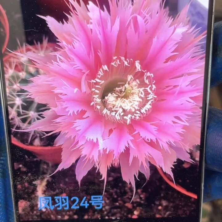 彩草凤羽24号6公分左右满18包邮