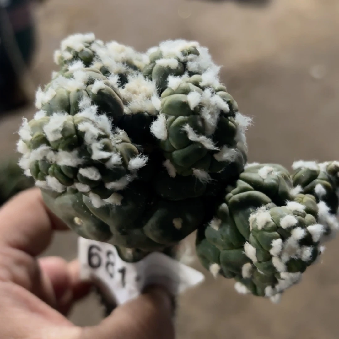 龟甲悟空兜仙人球681