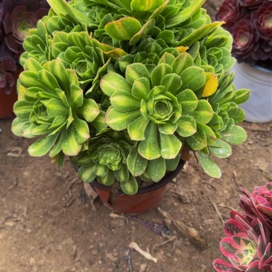 翡翠12.99加急发明天早上八点