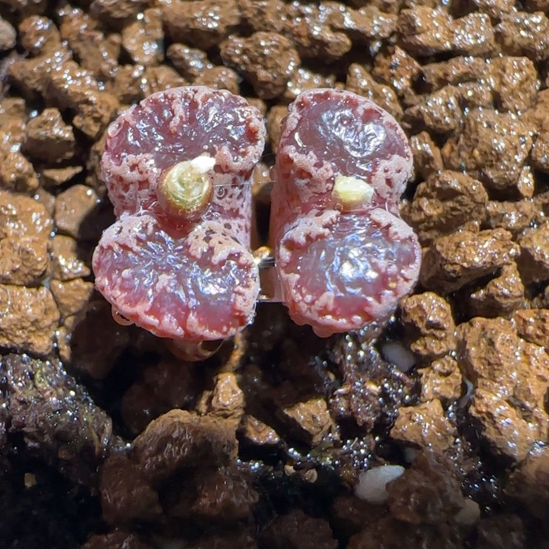 肉锥多肉植物组合-3km勋章1133