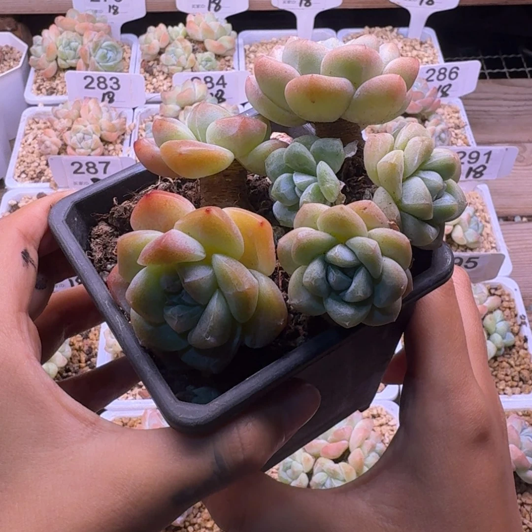 巫***扬冰玉群生两颗处理15+18