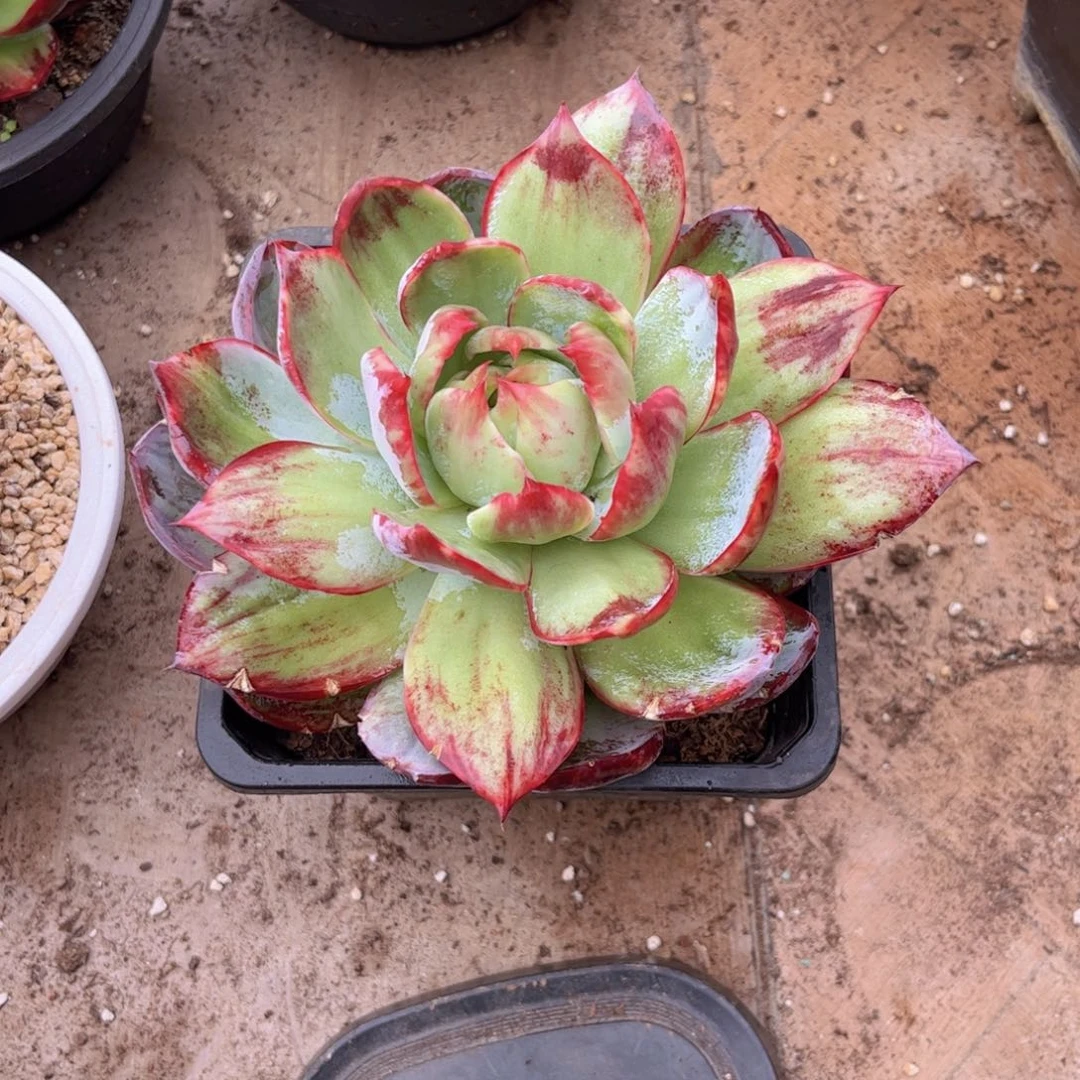 红***衣惊鸿仙子一物一拍