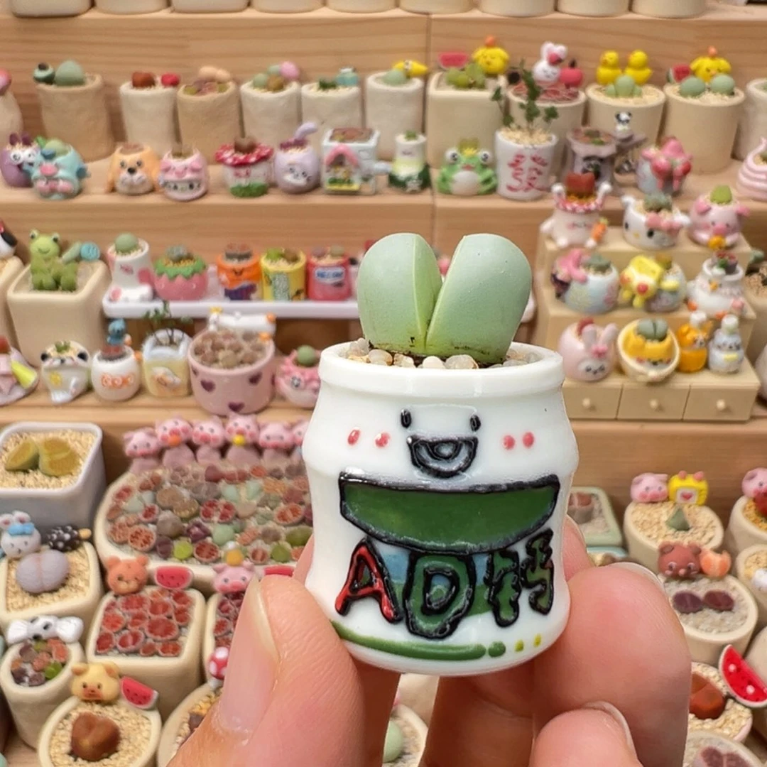 多肉植物66号拇指盆