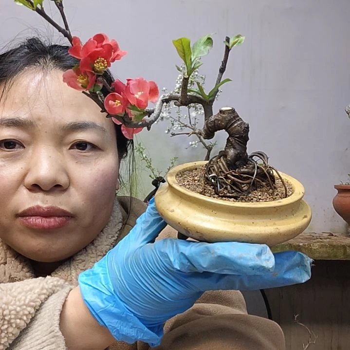 花木牙**搭贴梗海棠盆景小精品