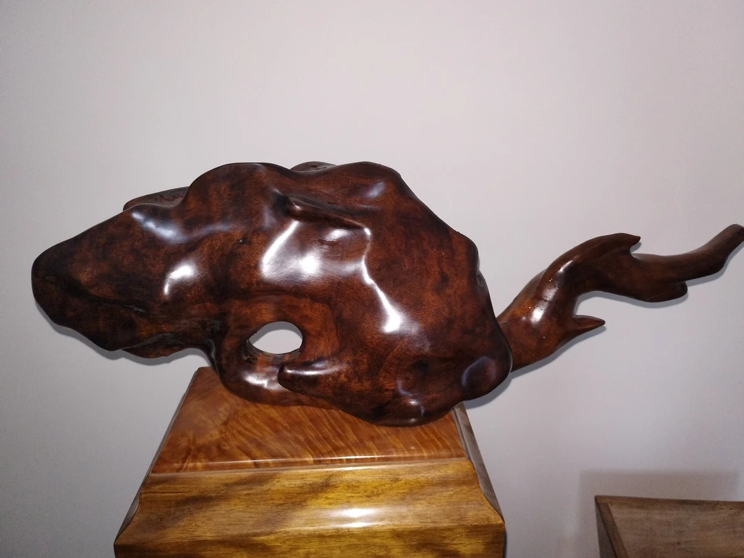 小叶金丝楠乌木，像个天然灵芝根雕